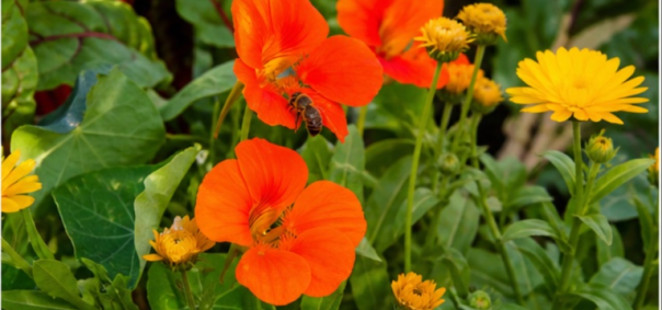 Jardin partage en coeur de Lille à Lille — photo 2