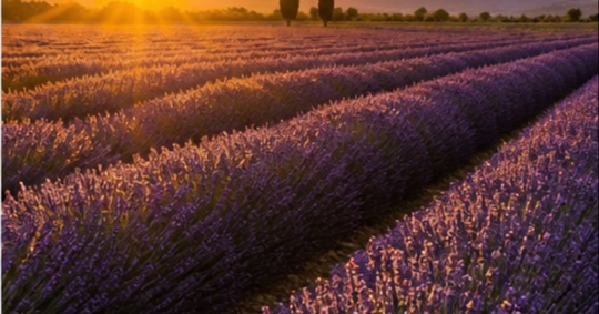 Champ de lavande fine Provence à Avignon — photo 5