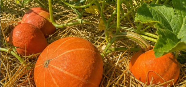 Grand champ de courges et potirons Vendee à La Roche-sur-Yon — photo 2