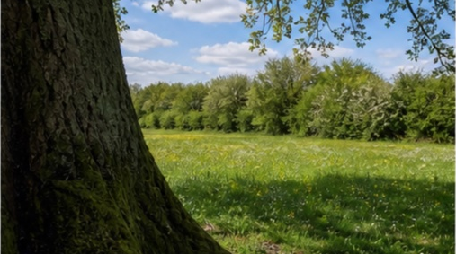 Prairie naturelle avec vieux chene Charente à Angouleme — photo 4