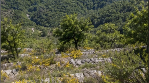Paturage de montagne Pyrenees centrales à Lourdes — photo 4
