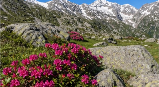 Alpage avec rhododendrons sauvages Pyrenees à Tarbes — photo 4