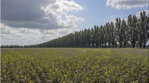 Terre limoneuse engrais vert plaine du Nord à Saint-Omer — photo 5