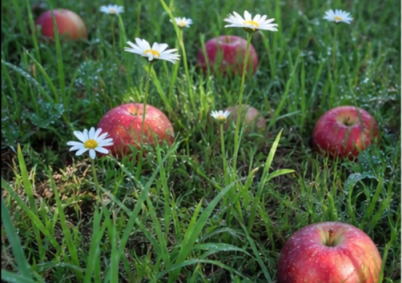 Terrain à louer à Caen — photo 3