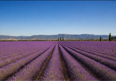 Terrain à louer à Avignon — photo 1
