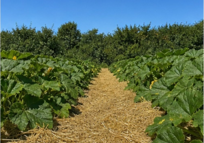 Terrain à louer à La Roche-sur-Yon — photo 4