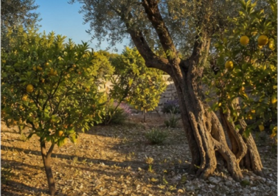 Terrain à louer à Nice — photo 4