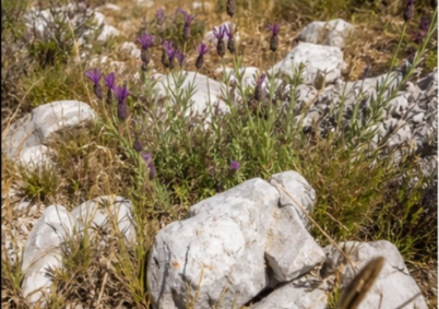 Terrain à louer à Ales — photo 3