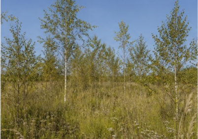 Terrain à louer à Mulhouse — photo 4