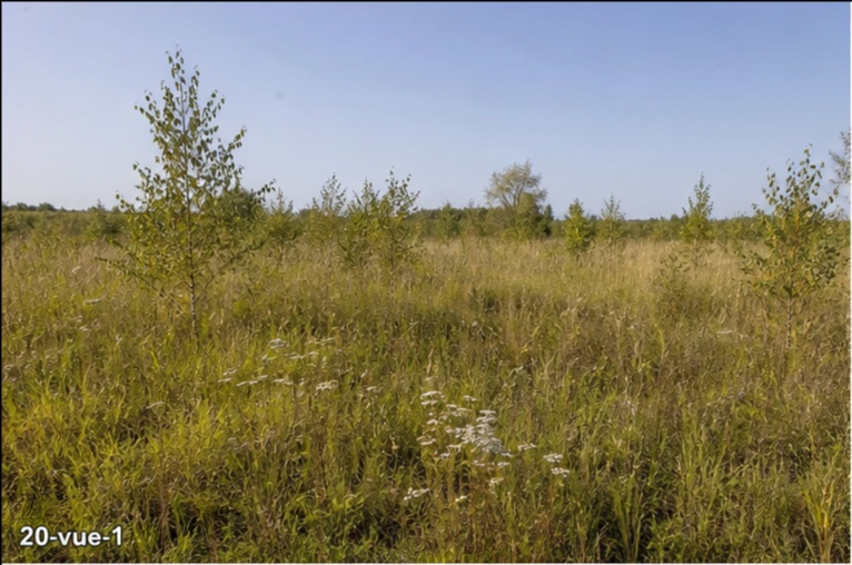 Photo principale du terrain Friche herbacee avec jeunes bouleaux Alsace
