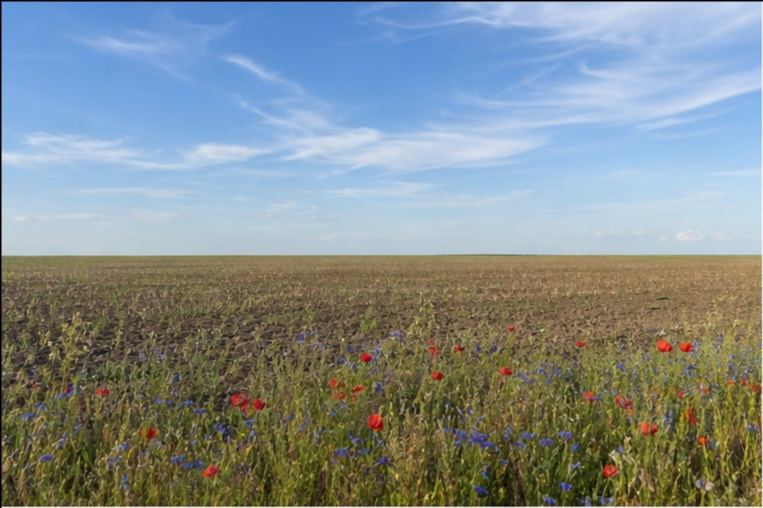Photo principale du terrain Terre agricole en jachere plaine de Beauce